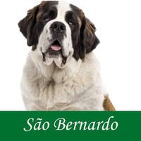 Clínica Veterinária São Bernardo